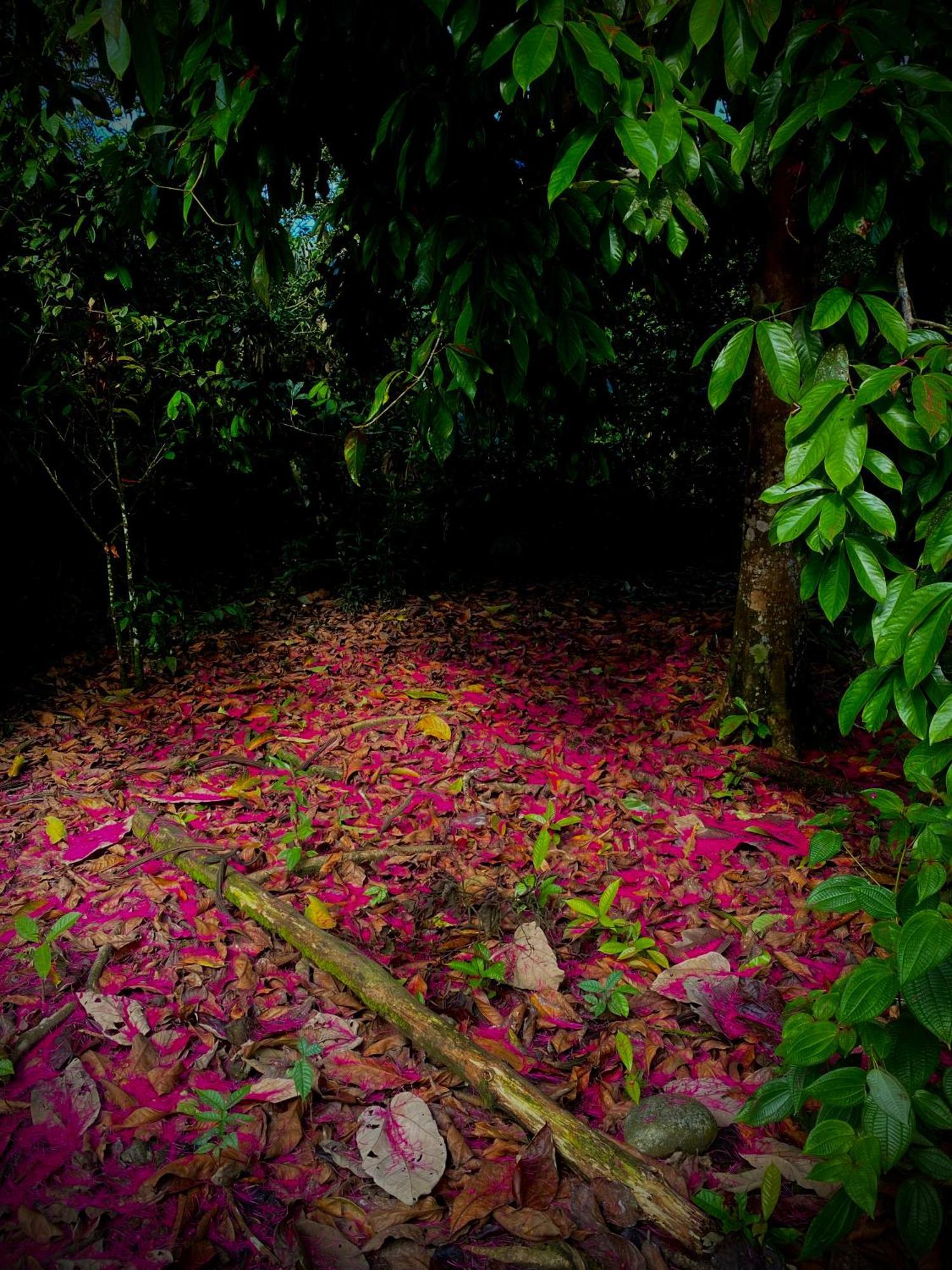 Villa Casa En Santuario Natural En La Amazonia Veracruz  Exterior foto